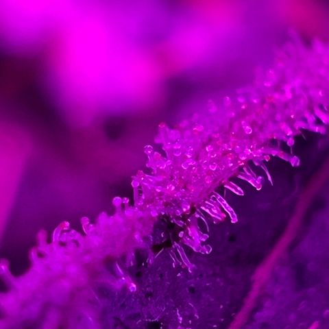 Fruity Bagseed growlog timeline photo