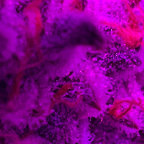 Fruity Bagseed growlog timeline photo