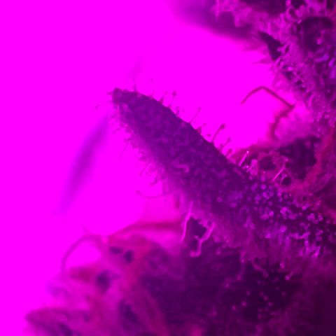Fruity Bagseed growlog timeline photo
