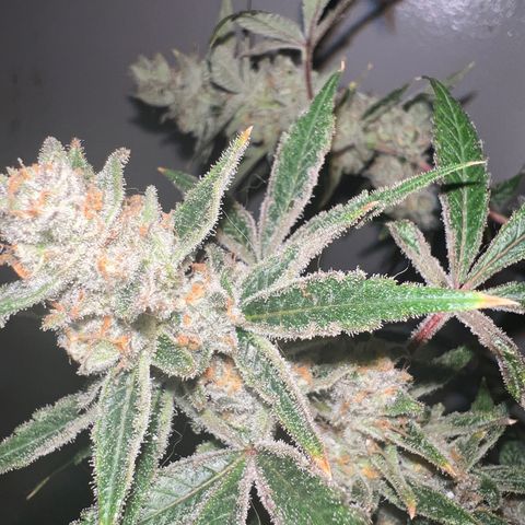 Fruity Bagseed growlog timeline photo