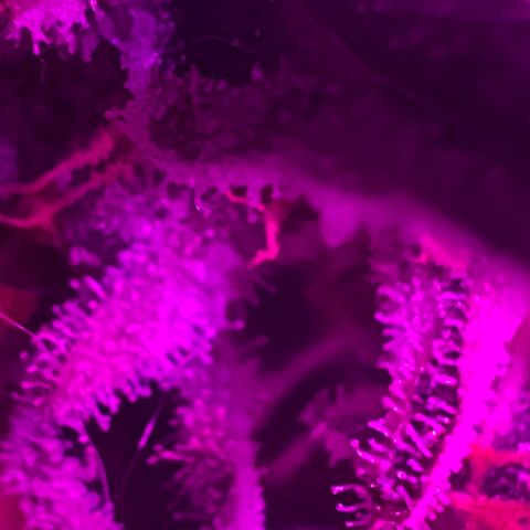 Fruity Bagseed growlog timeline photo