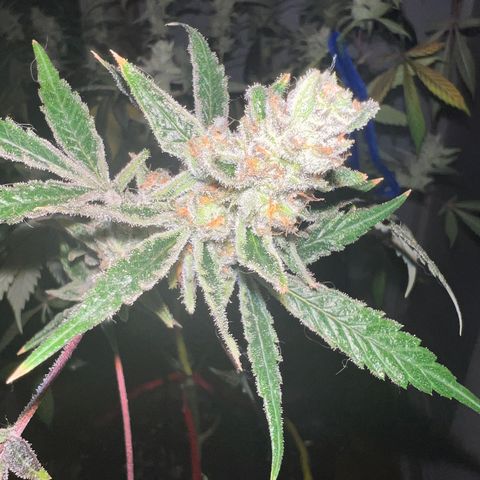 Fruity Bagseed growlog timeline photo