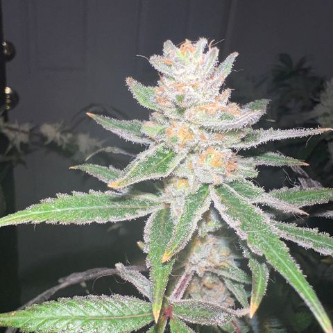 Fruity Bagseed growlog timeline photo
