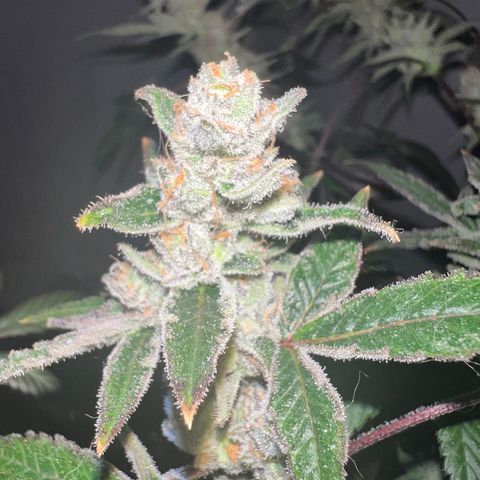 Fruity Bagseed growlog timeline photo