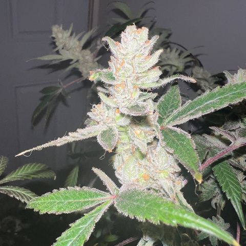 Fruity Bagseed growlog timeline photo