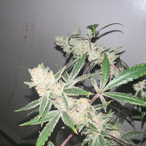 Fruity Bagseed growlog timeline photo