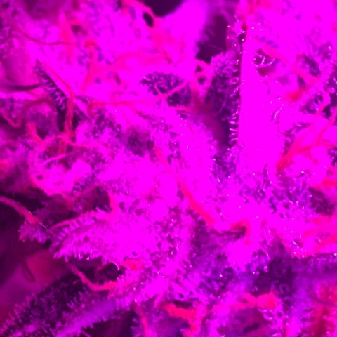 Fruity Bagseed growlog timeline photo