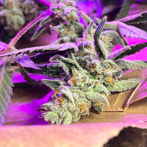 Fruity Bagseed growlog timeline photo