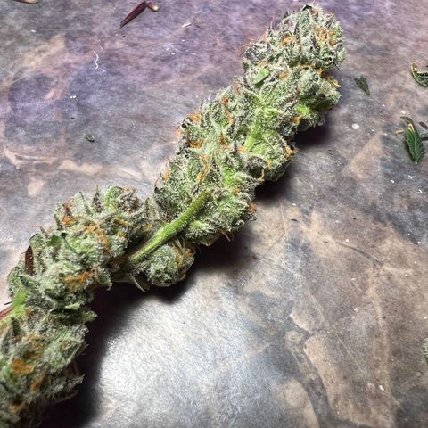 Fruity Bagseed growlog timeline photo