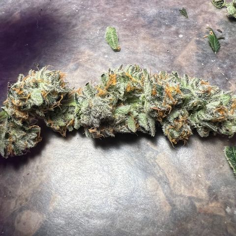 Fruity Bagseed growlog timeline photo