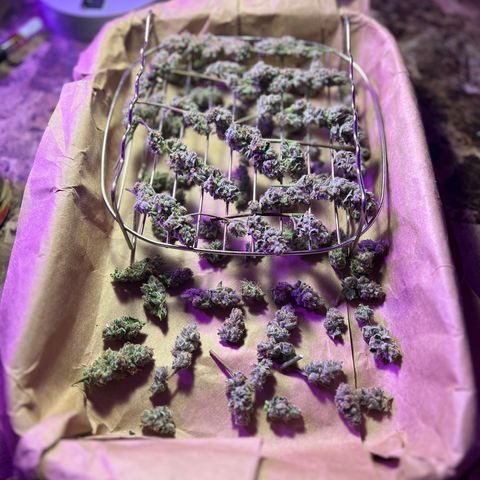 Fruity Bagseed growlog timeline photo