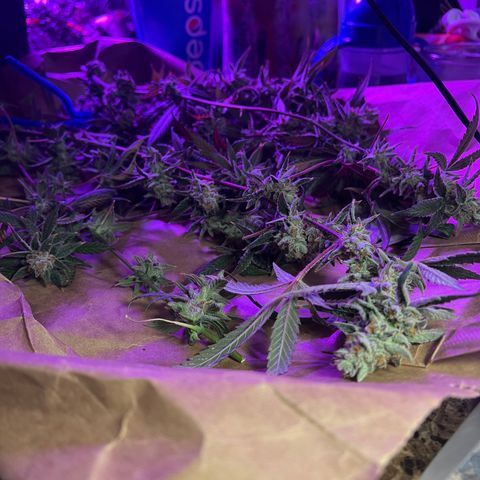 Fruity Bagseed growlog timeline photo