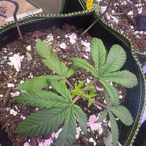 Jawbreaker #2 growlog photo: Topped leaving 3 nodes, left 2 and have 4 chutes coming.