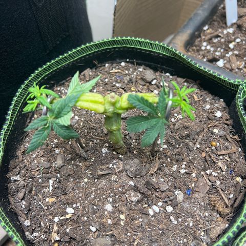 Jawbreaker #2 growlog timeline photo