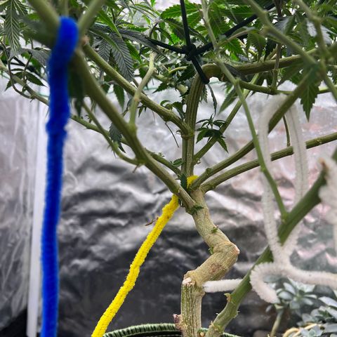 Guava cooler growlog timeline photo