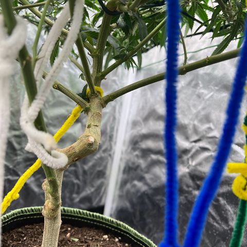 Guava cooler growlog timeline photo