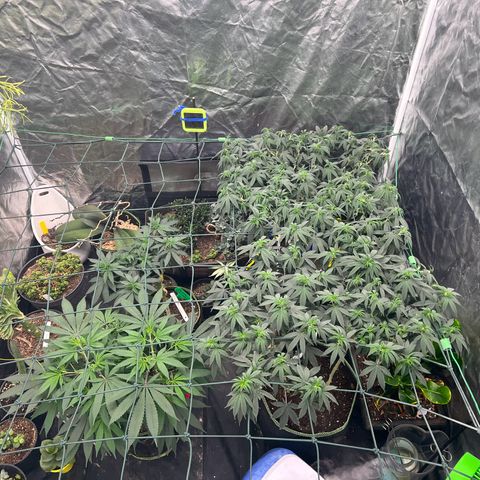 Guava cooler growlog timeline photo
