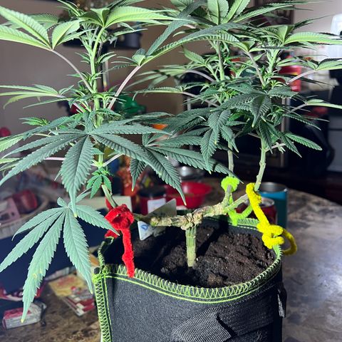 Jawbreaker #2 growlog timeline photo