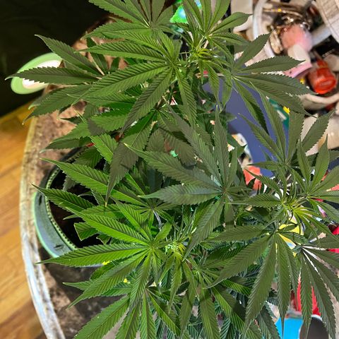 Jawbreaker #2 growlog timeline photo