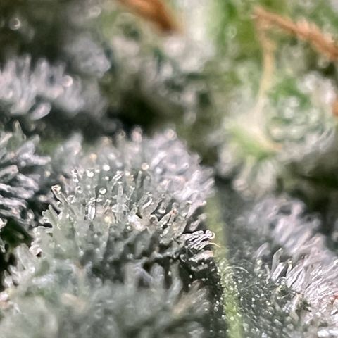 Jawbreaker #2 growlog timeline photo