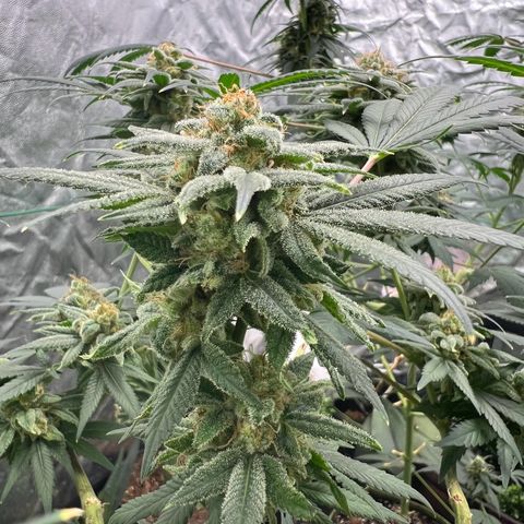 Jawbreaker #2 growlog timeline photo