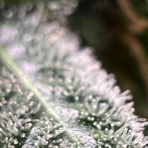 Jawbreaker #2 growlog timeline photo