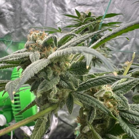 Jawbreaker #2 growlog timeline photo
