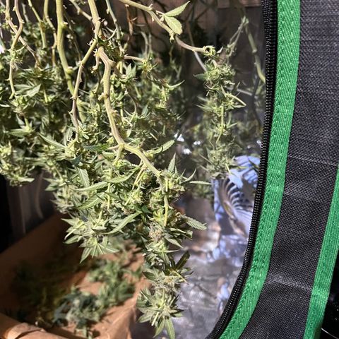 Guava cooler growlog timeline photo