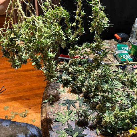 Guava cooler growlog timeline photo