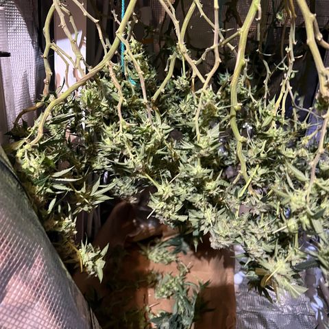 Guava cooler growlog timeline photo