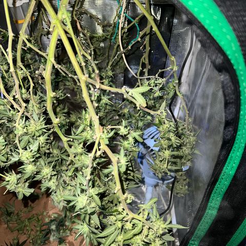 Guava cooler growlog timeline photo