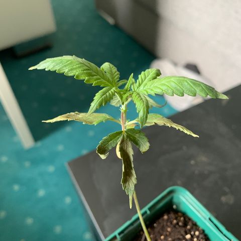 Royal Dwarf growlog timeline photo
