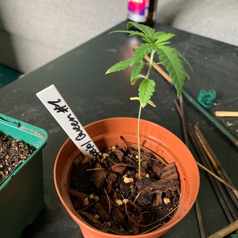 Special Queen #1 growlog timeline photo