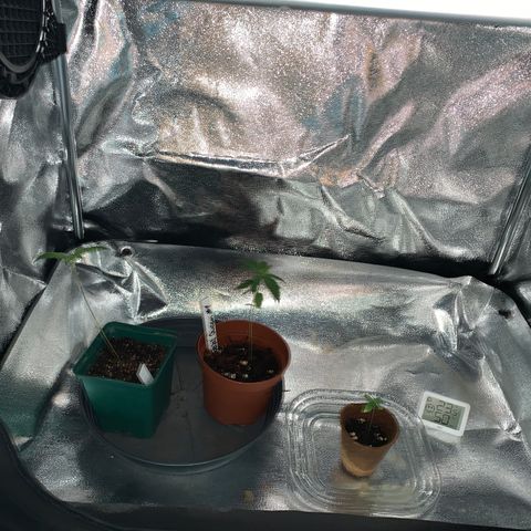 Special Queen #1 growlog timeline photo