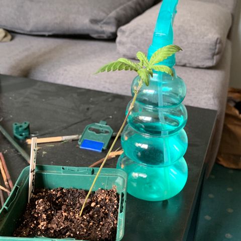 Royal Dwarf growlog timeline photo