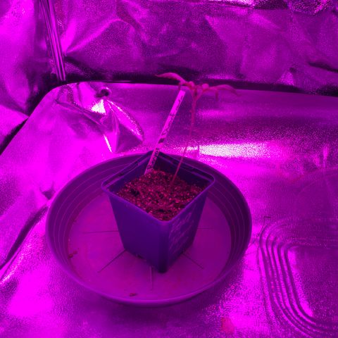 Royal Dwarf growlog timeline photo