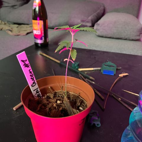 Special Queen #1 growlog timeline photo