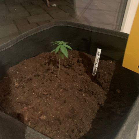 Special Queen #1 growlog timeline photo
