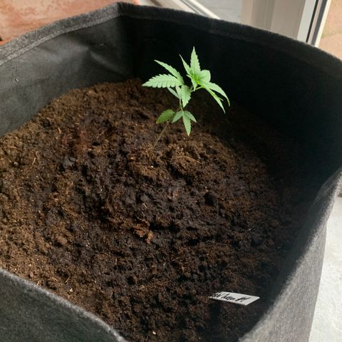Special Queen #1 growlog photo: Trauermücken bekämpfen 