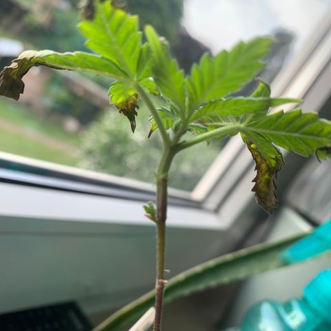 Royal Dwarf growlog photo: Erholt sich wohl wieder treibt neu aus dank weniger Dünger 