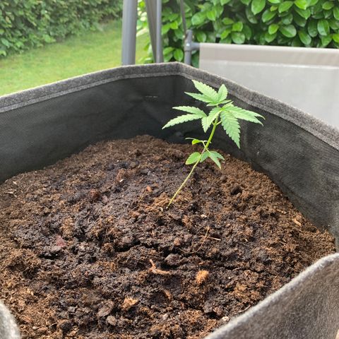 Special Queen #1 growlog photo: Lst und gegossen 