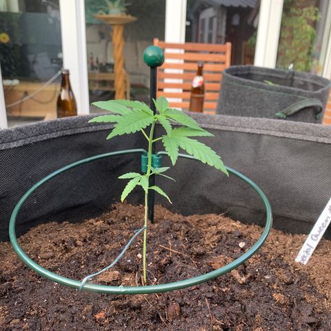Special Queen #1 growlog photo: Lst und gegossen 