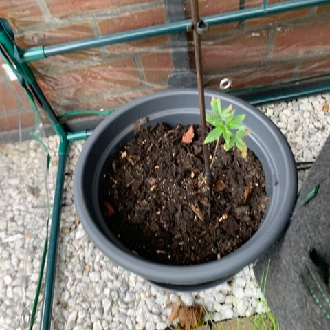 Royal Dwarf growlog photo: Umgetopft 
