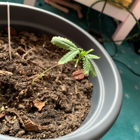 Royal Dwarf growlog timeline photo