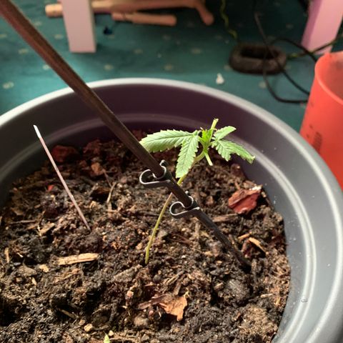 Royal Dwarf growlog timeline photo