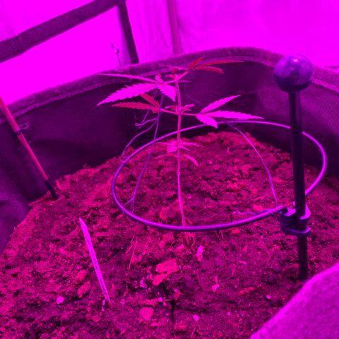 Special Queen #1 growlog timeline photo