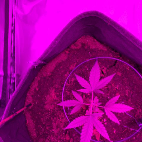 Special Queen #1 growlog timeline photo
