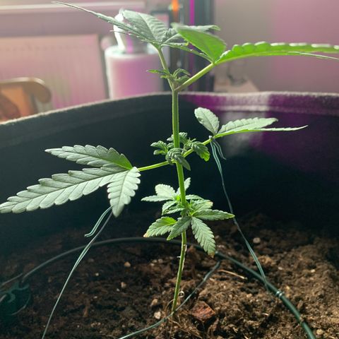 Special Queen #1 growlog timeline photo