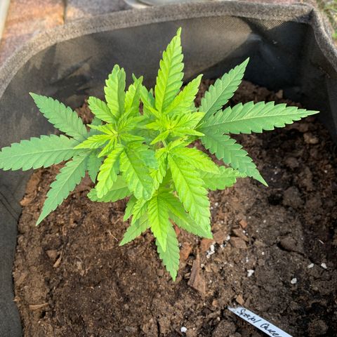 Special Queen #1 growlog timeline photo