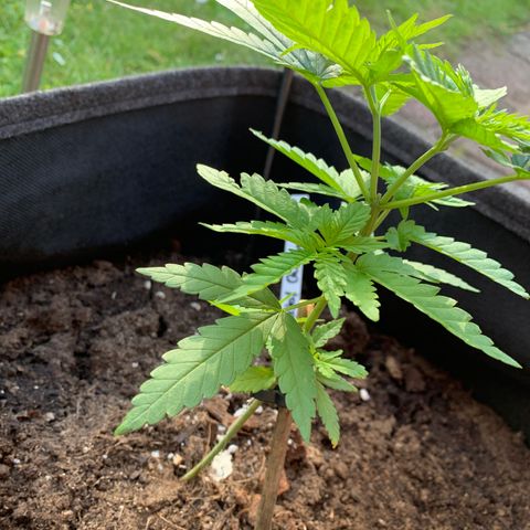 Special Queen #1 growlog timeline photo